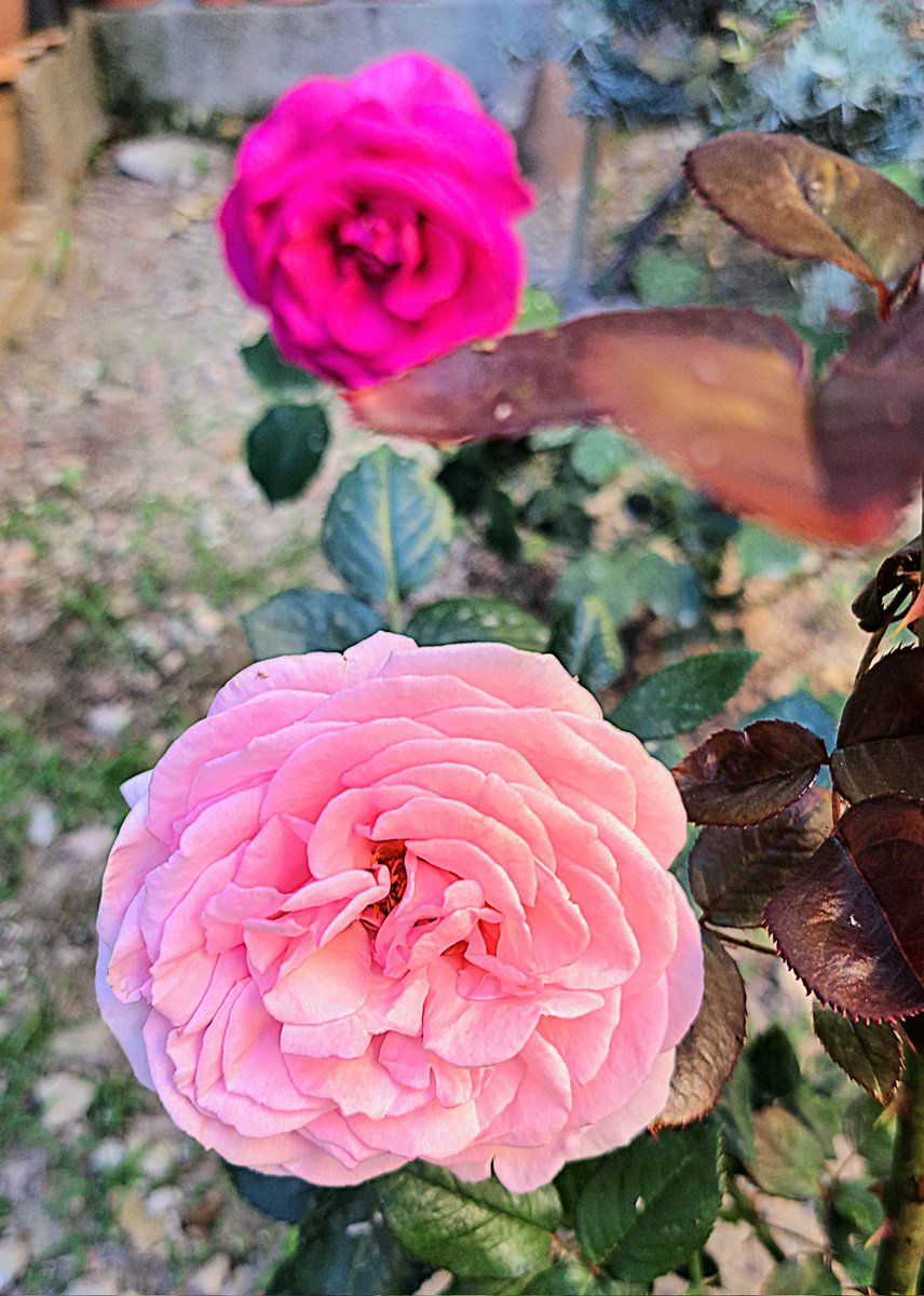 #nature #GardeningTwitter #photography 
#roses #Pink & ##fuchsia