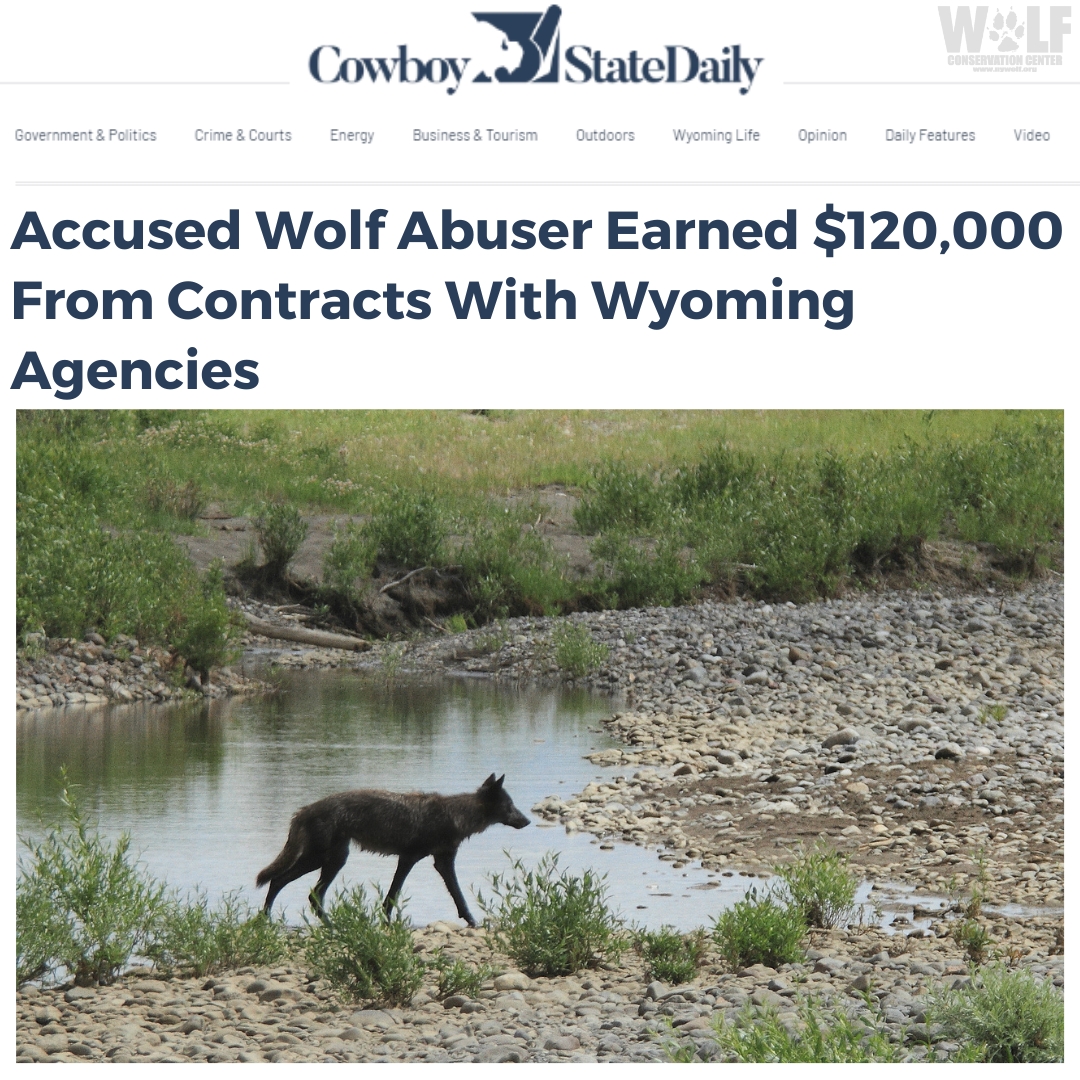 The criminal who tortured + killed a young female wolf in WY was paid ~$120,000 by the WY gov't since 2020. More: bit.ly/3UsvO1H The state contracted with the killer's trucking company + don't know 'if the dept will pursue any future contracts.' How are they unsure???