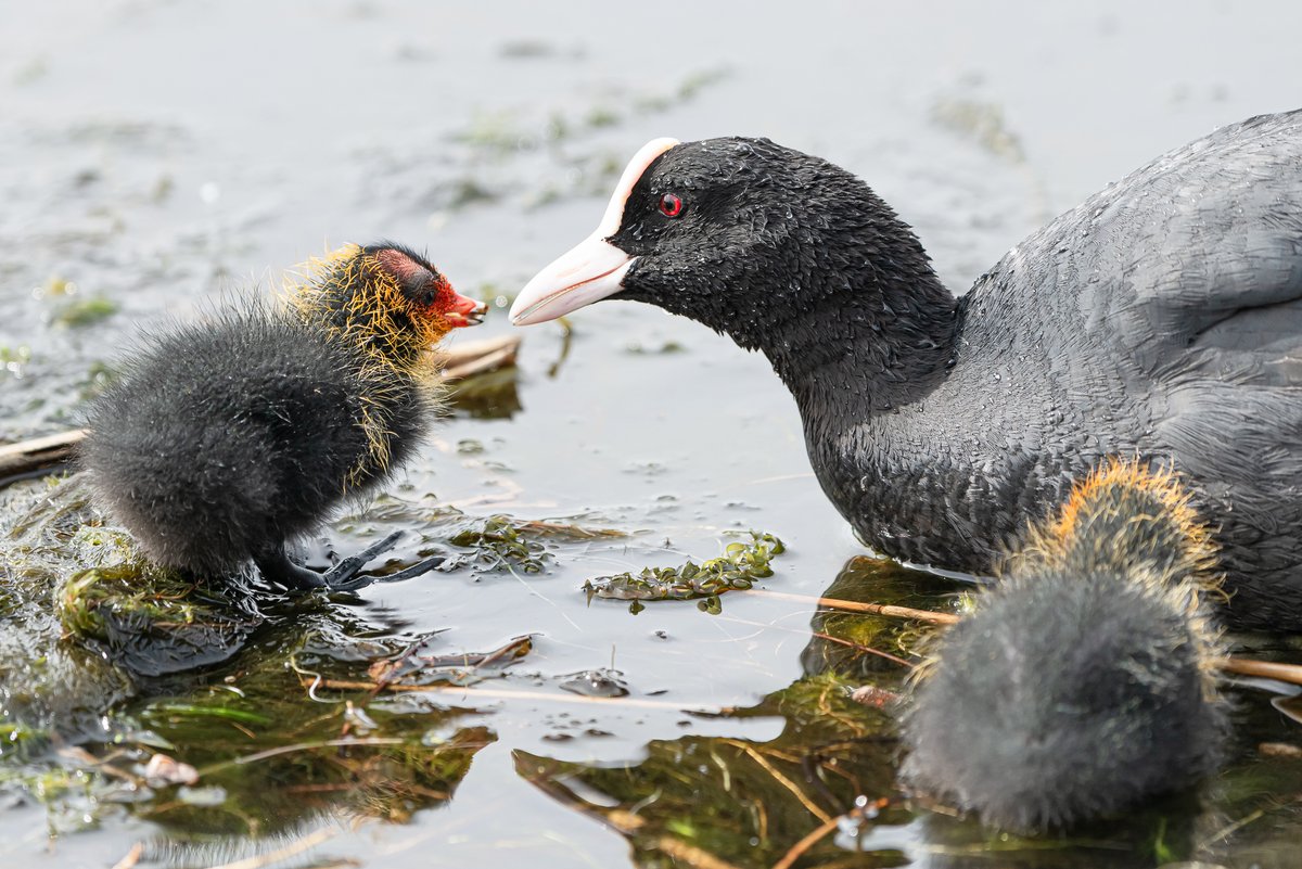 This time of the year is magic. Mama and baby coot at #ParcTredelerch #WildCardiffHour