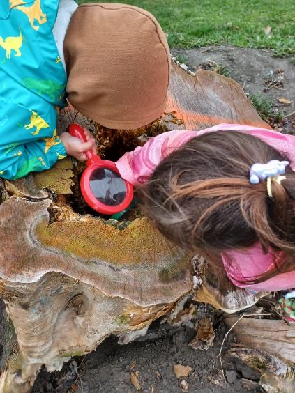 Exploring stumps at Springhurst Park during Wonder Wednesday with the kindergarten class 😀🌲🔎
<a href="/OCDSB/">OCDSB</a>
#ocdsbalternative