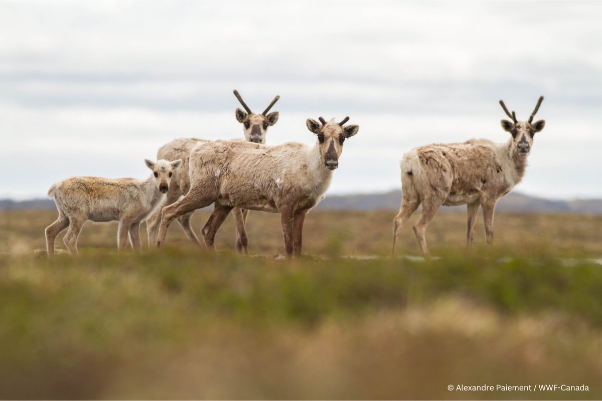 How do roads impact wildlife conservation efforts? A new study, supported by the Arctic Species Conservation Fund, studies the impacts of a mining road on migrating caribou in Nunavut: cdnsciencepub.com/doi/full/10.11…