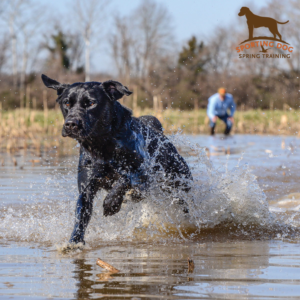 Sporting Dog Spring Training: The ultimate resource for you and your four-legged companion. May is the perfect time to fine-tune your retriever's abilities, and we will provide the tools to do so. Follow along as tips, tactics, and much more are promoted through this program to…