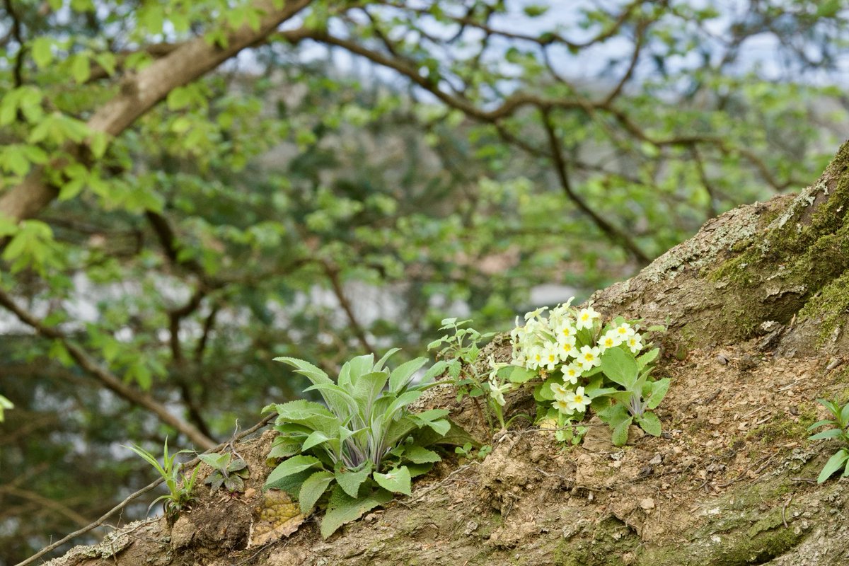 Lovely walk at the Clan Donald estate woodland trail in south Skye yesterday with amazing bluebells and wild garlic and this lovely Speckled Wood butterfly feeding on a wild garlic. <a href="/ArmadaleCastle/">Armadale Castle Skye</a>