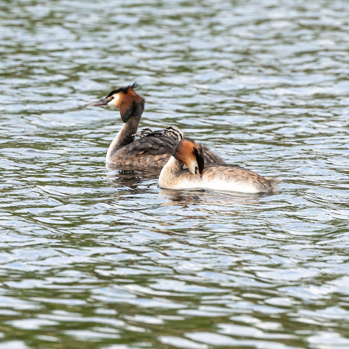 Two humbugs born to the #ParcTredelerch grebes (whoop whoop!) #WildCardiffHour