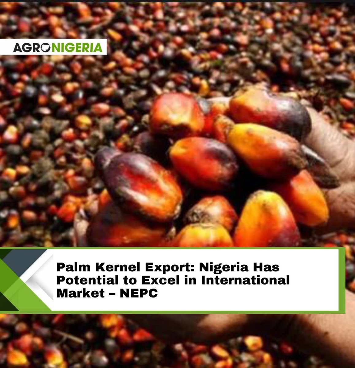 At a recent gathering in Port Harcourt, the CEO, Nigeria Export Promotion Council (NEPC), Nonye Ayeni, highlighted Nigeria’s potential to excel in the international market through palm kernel exports. Read more: agronigeria.ng/palm-kernel-ex…