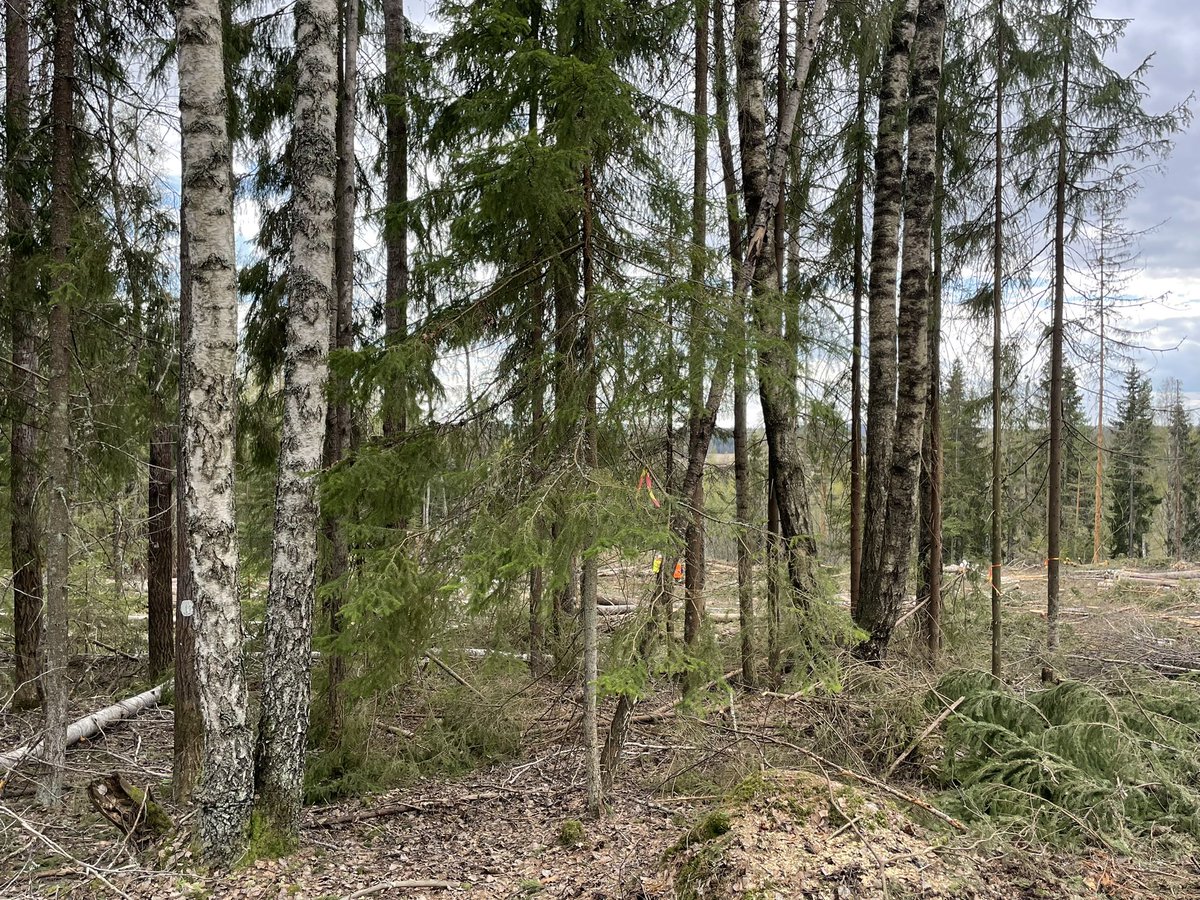 Mediapäivä tänään Lohjan kertopuutehtaalla ja Nurmijärvellä metsässä. Metsässä teemana Metsä Group Plus -palvelu. Oli erinomaista, että myös kohteen #metsänomistaja pääsi mukaan. Uudistava metsätalous kiinnostaa metsänomistajia, mikä on tosi hyvä. #metsätalous #monimuotoisuus