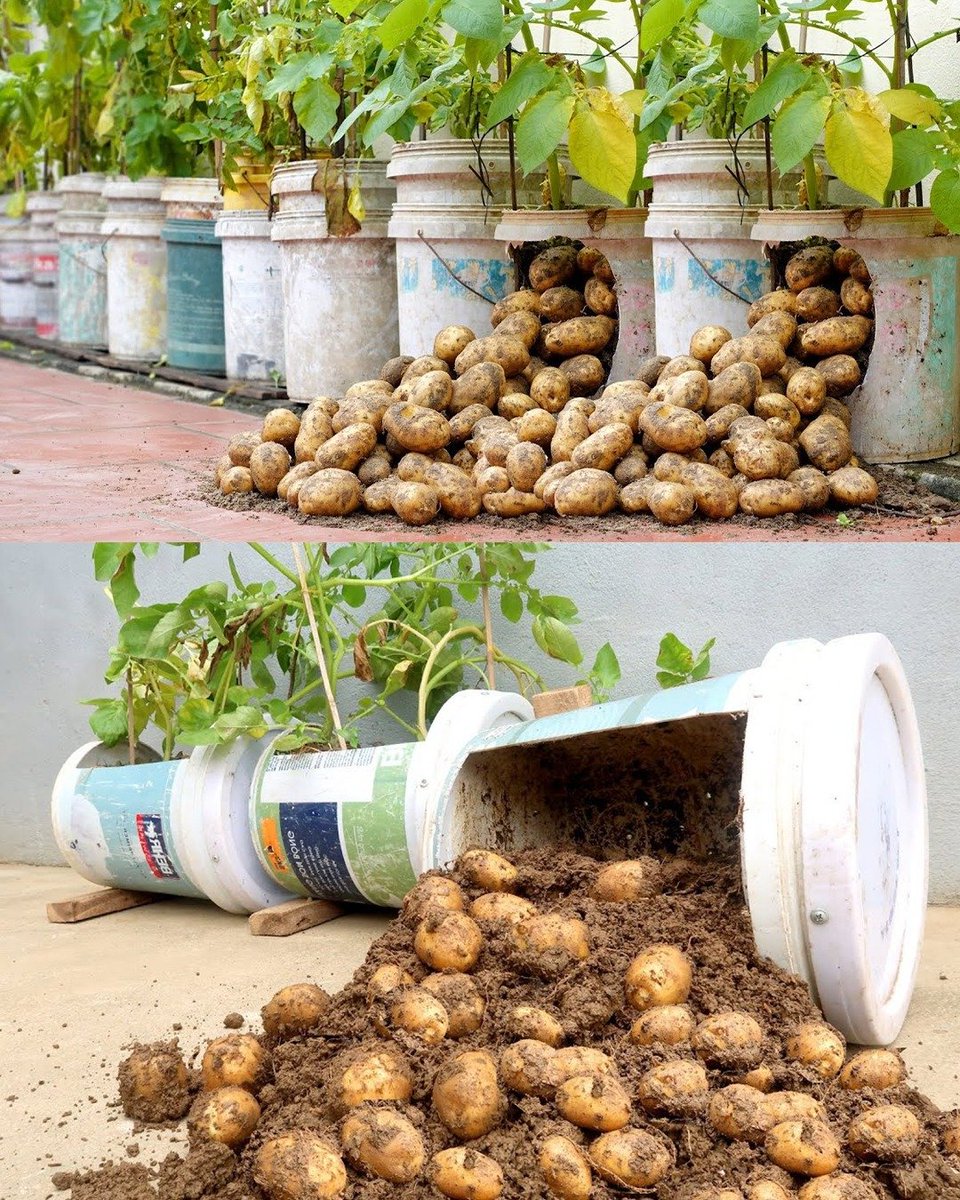 Potatoes are so easy to grow in containers!