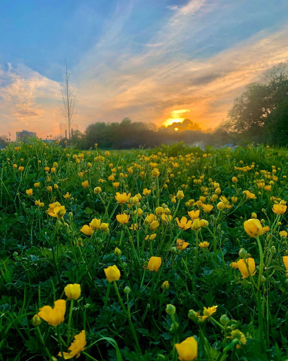 Sunset over Bank Holiday Monday weekend - tag us in your Sefton Park pics 🌅💚