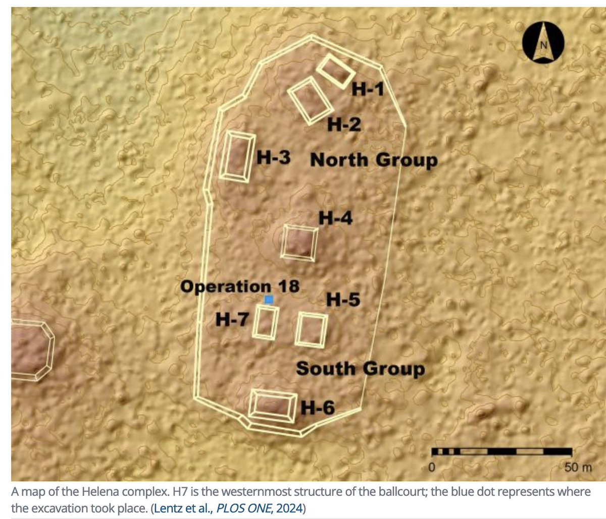 Psychoactive plants found at site of Maya ballcourt—part of an 'en-souling' ritual for buildings. 'Among 15 or so plant species, researchers found chili peppers and a climbing flowering vine similar to morning glory, with hallucinogenic properties.' journals.plos.org/plosone/articl…