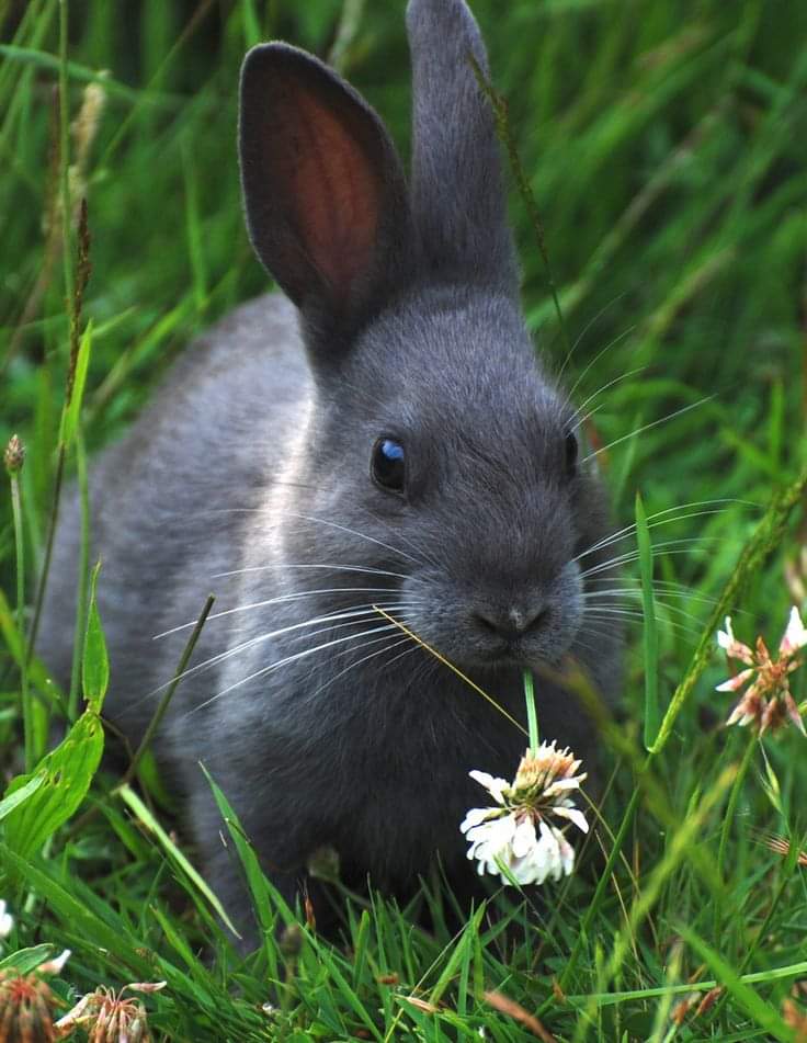 Great Photography🐰🌸🌿🥰
#pet #rabbit #petlovers