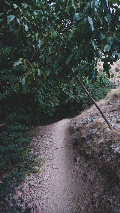 Photo By Sepehr Behnamifar | Unsplash 
 #banyantreehotels #greysanatomy #road #roadbike #christmastree