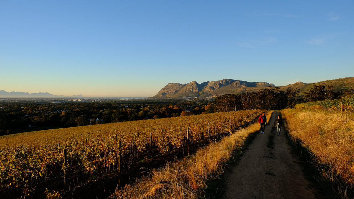 🍇 Nestled in the heart of Table Mountain's valley, @GrootConstantia awaits with its lush views & a unique blend of 9 soil types, each carefully selected to cultivate the finest wines. Experience the beauty & uncover the secret behind their exceptional vintages 🌄🍷#CapeTownBig6