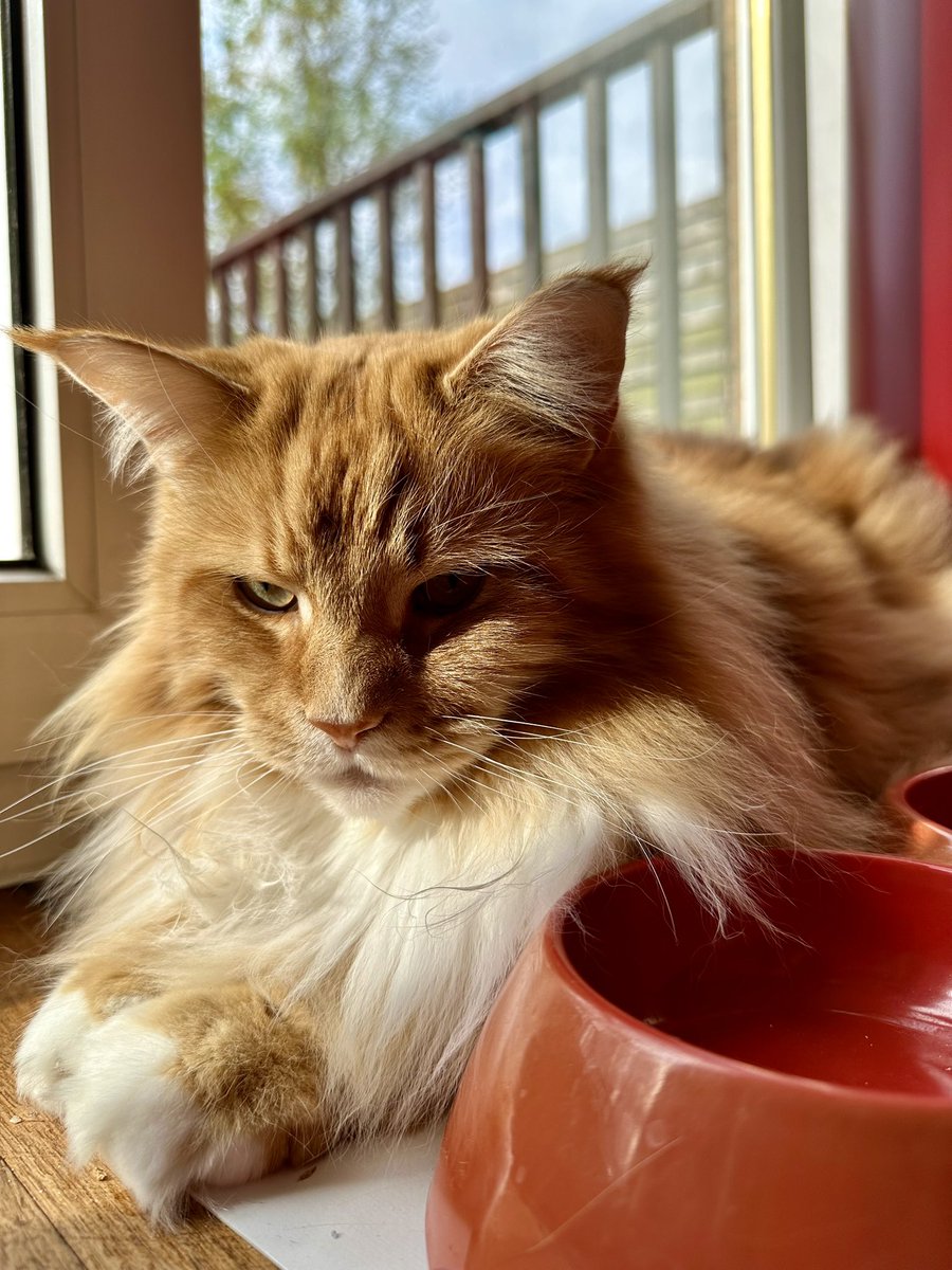 A perfect golden Buddy loaf! 😸😸🦁🦁 #kittyloafmonday #teamfloof #CatsOfTwitter