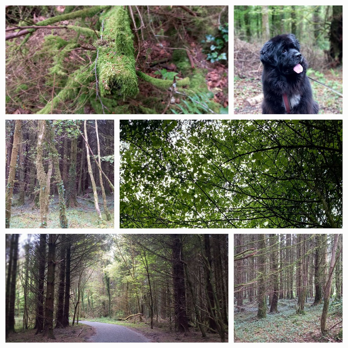Lovely stroll in Mountbellew woods.