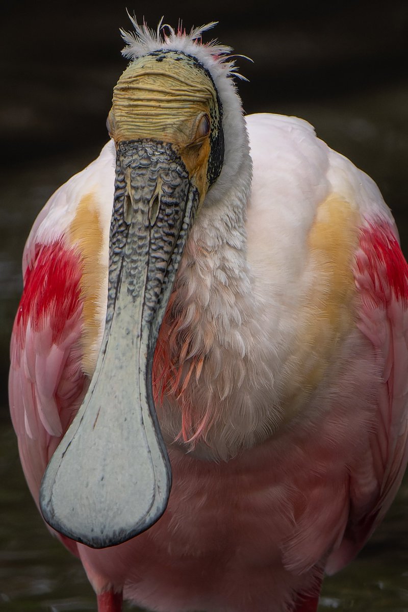 Roseate Spoonbill with nictitating membranes covering the eyes...
#photography #NaturePhotography #wildlifephotography #thelittlethings