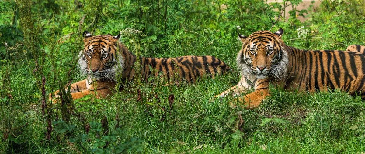 No you're not seeing double its simply our Sumatran Tigers Budi and Kinnara relaxing side by side! 🐯🐯
📸: Shaun Wilson
#SupportingConservation #WelshMountainZoo #NationalZooOfWales #Eryri360 #NorthWales #tiger