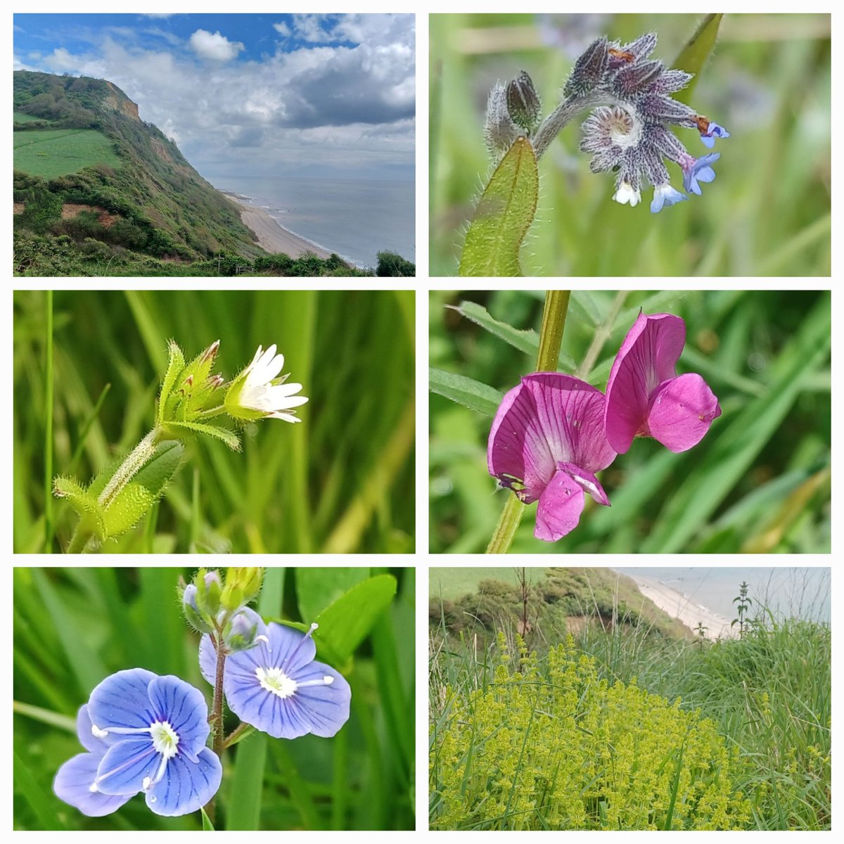 A few plants from the @swcoastpath in East Devon today - changing forget-me-knot, common mouse-ear, common vetch, germander speedwell and two huge patches of yellow crosswort which smelt amazing. Lots of yellow archangel along hedges.  Nothing rare - just lovely.  #wildflowerid