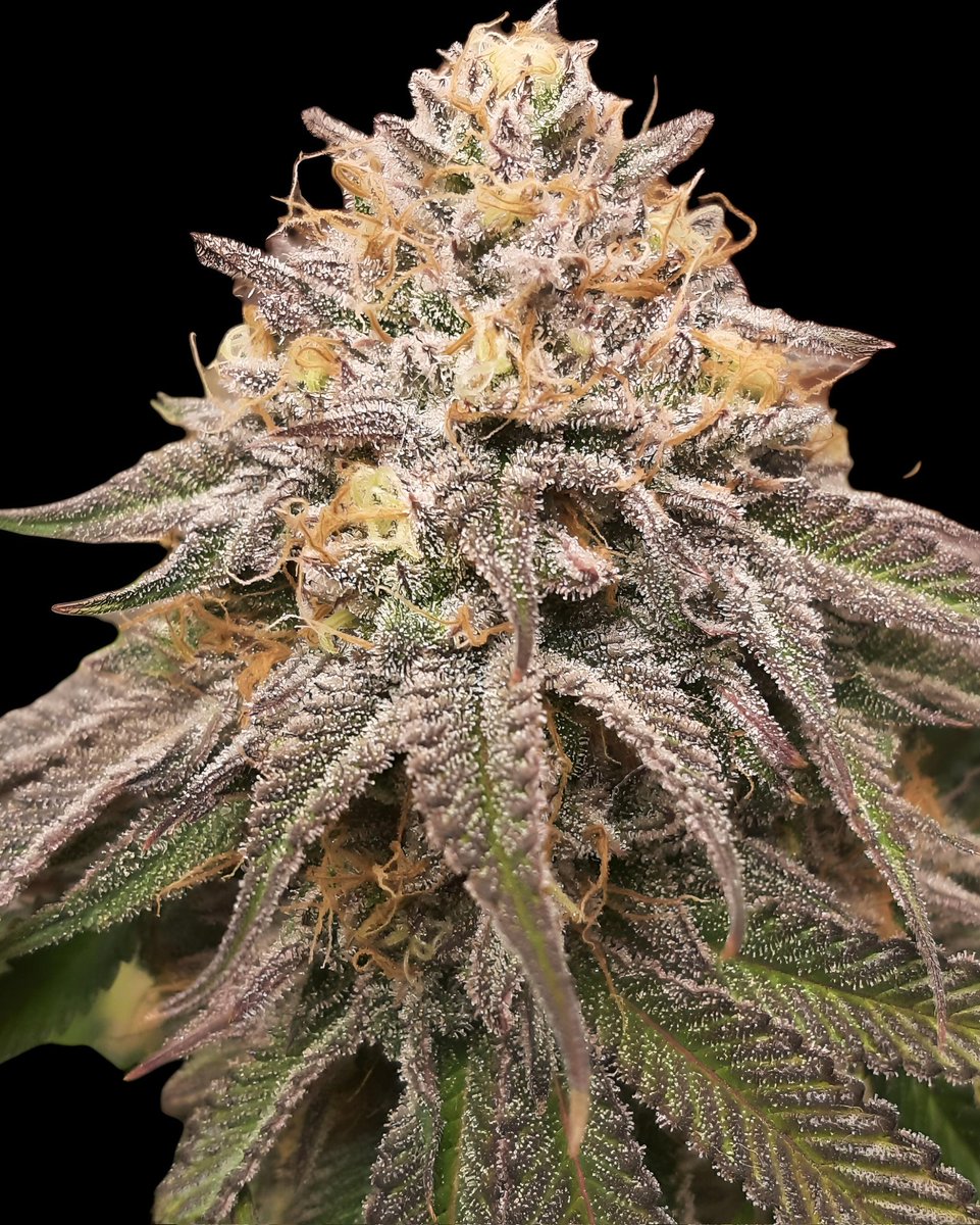 #siriusblack from @seedsexpress ..really wish I was keeping cuts back then 😆 still have 1 seed left....
#cannabisgrower #vagrown #organicmechanicsoil #lotusnutrients #GrowStrongIndustries