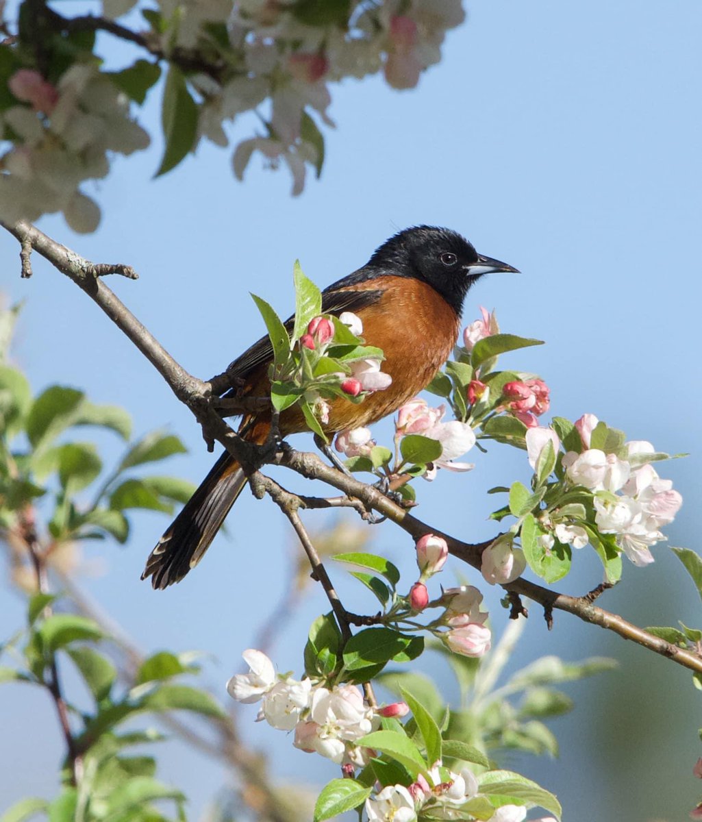 Orchard Oriole
By ~ J. Pignone