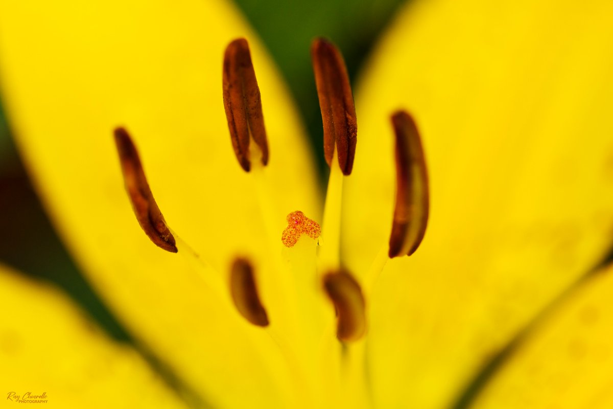 A Yellow Lily bloom in our backyard. #Flowers #Macro #MacroHour #ThePhotoHour