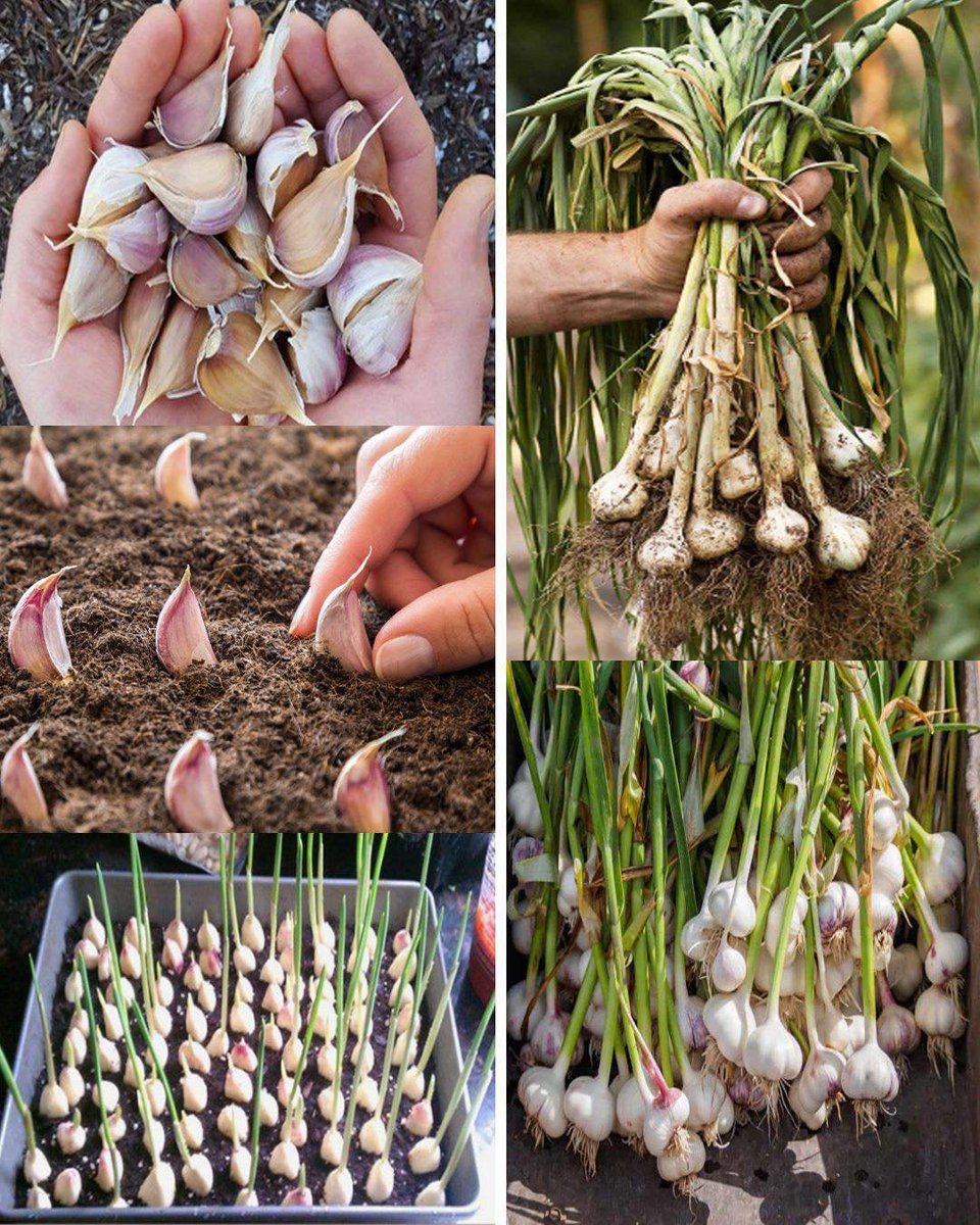 How to grow garlic indoor quickly