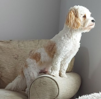 BUDDY HOME SAFE. THANKS FOR RT's 😊🐕🐾

🆘3 MAY 2024 #Lost BUDDY #ScanMe
Bichon Frise Cross near Splott Road #Splott #Cardiff #Wales #CF24  
*LAST SEEN NEAR HOWARDIAN LOCAL NATURE RESERVE OFF NEWPORT ROAD, CARDIFF AT 1AM* doglost.co.uk/dog-blog.php?d…