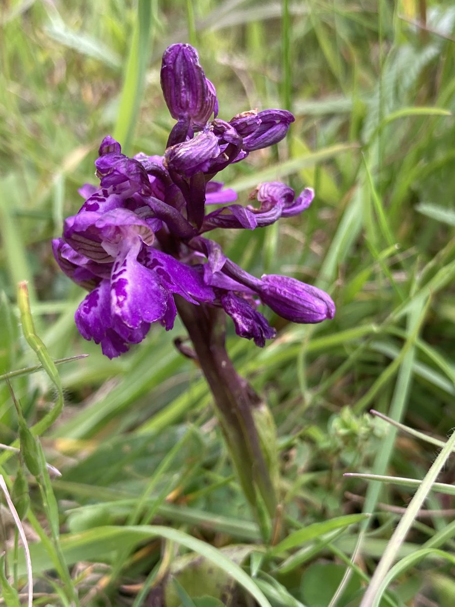 Green Winged Orchid at @OxfordPresTrust field Harcourt. First I’ve seen it here. Hard to believe this calcareous grassland was arable not too long ago. Prime land for unaffordable houses for the very rich so 👏🏻👏🏻👏🏻👏🏻 OPT for buying & protecting it