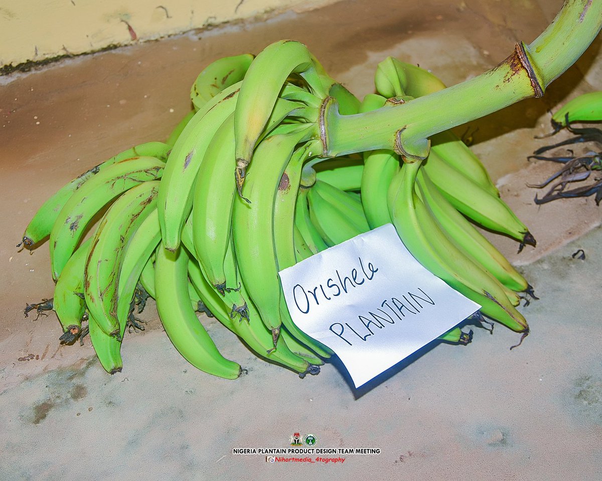 OLUWATOSIN OLOMIDE (@oakolomide) on Twitter photo <a href="/NihortNG/">National Horticultural Research Institute (NIHORT)</a> <a href="/Vishbanda/">Vish</a> <a href="/AmahDelphine/">Delphine Amah</a> <a href="/bunmiibitoye/">Bunmi Ibitoye</a> Thank you to all the actors along the #plantain value chain present: Farmers, Processors, Marketers, Transporters... <a href="/NihortNG/">National Horticultural Research Institute (NIHORT)</a> <a href="/Vishbanda/">Vish</a> <a href="/AmahDelphine/">Delphine Amah</a> <a href="/bunmiibitoye/">Bunmi Ibitoye</a> Thank you to all the actors along the #plantain value chain present: Farmers, Processors, Marketers, Transporters...