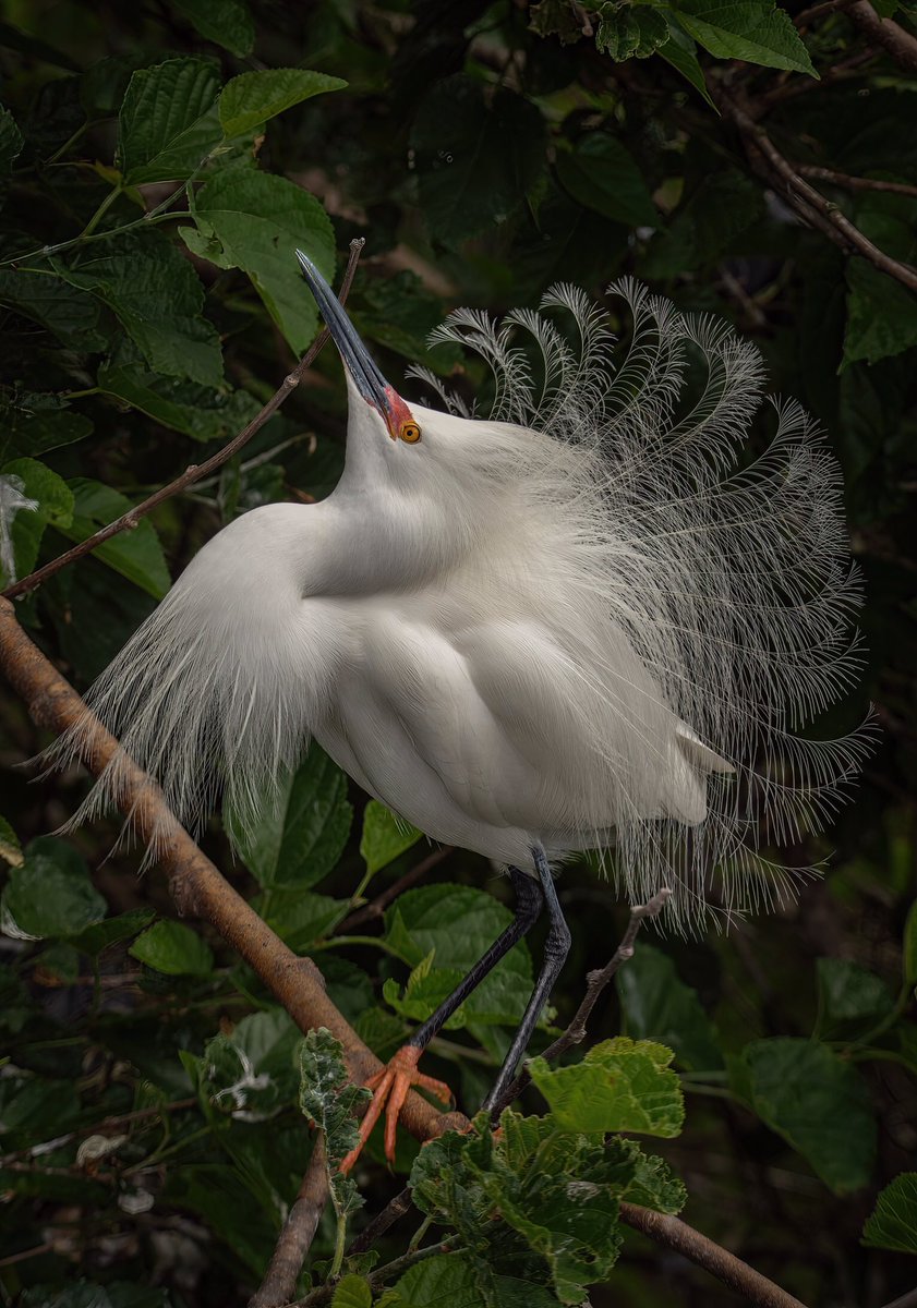 I’m thankful for those who fought to protect these birds and their lacy plumage. I couldn’t imagine a world where I could watch Snowy Egrets Displaying like this!

#TwitterNatureCommunity #BirdsOfTwitter #BirdTwitter