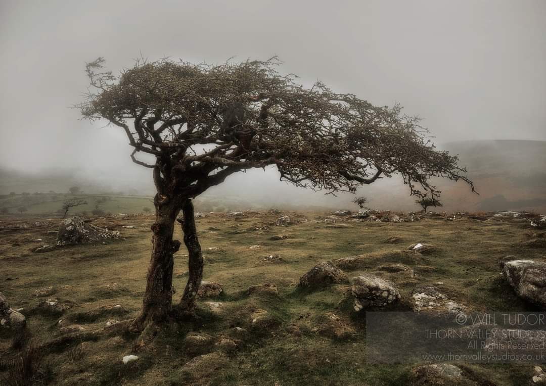 Probably the most Dartmoor picture I've taken in ages... 
#dartmoor
#hawthorn

#photography #photo #tree #landscapephotography #photography #captureonepro #nikon 
@dartmoornpa