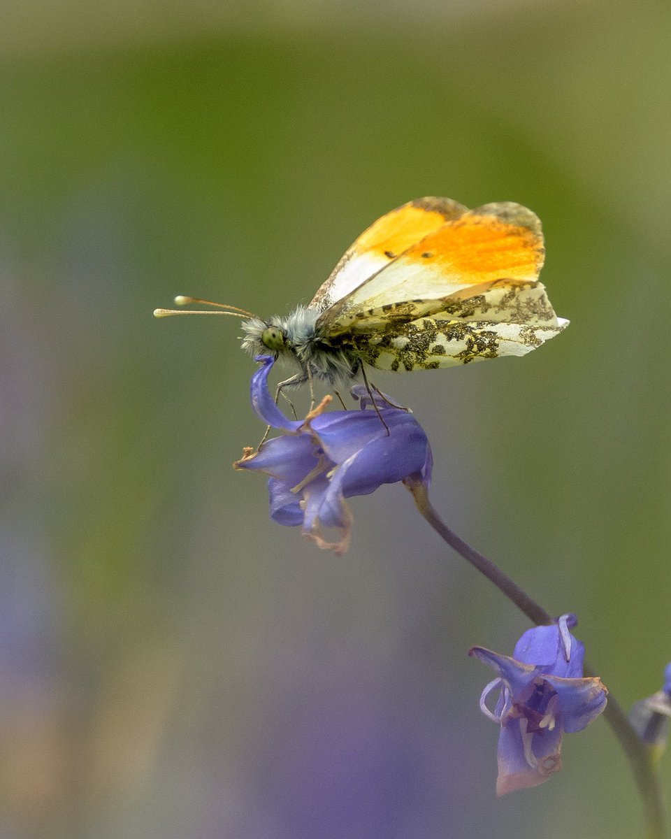 Orangetip (Lower Woods) @savebutterflies