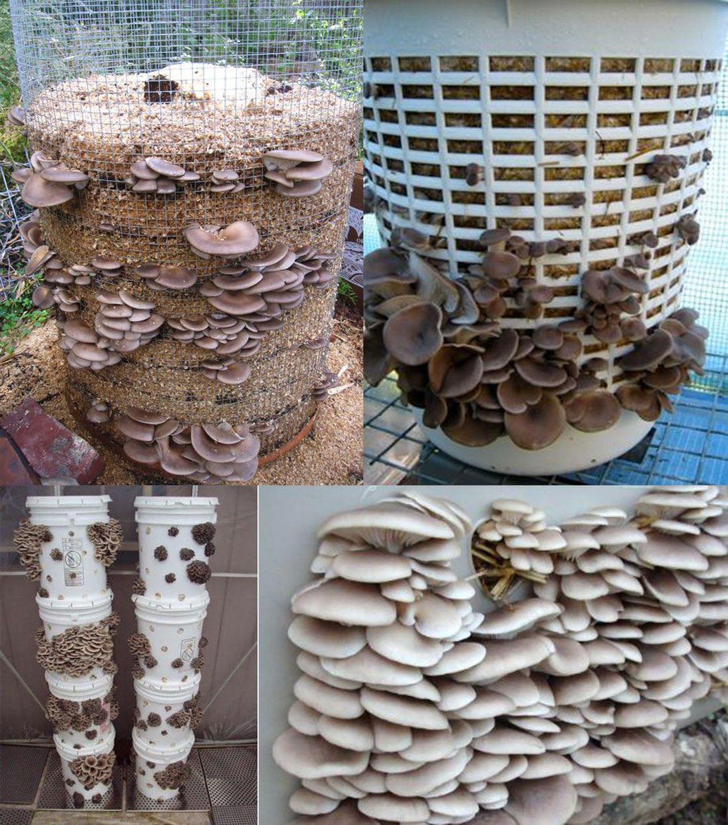 This is How to Build a Mushroom Tower.