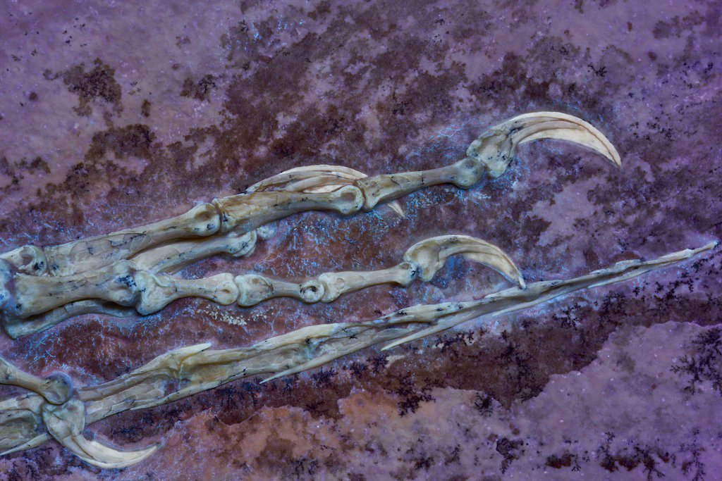 시카고 필드 자연사박물관에서 13번째 아르카이옵테릭스 화석이자 가장 완전한 화석 중 하나를 공개. news.wttw.com/2024/05/06/fie…