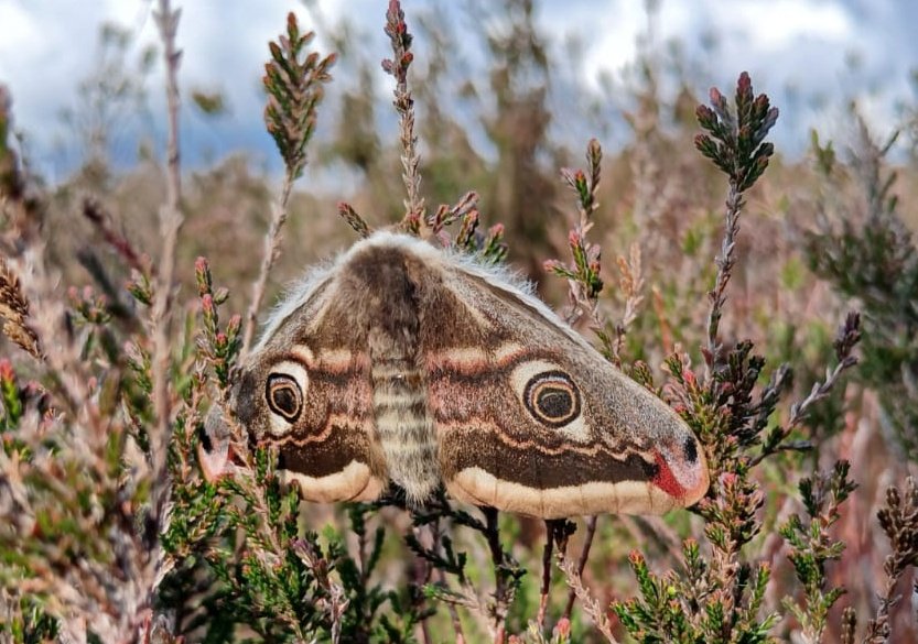 Broomhead estate this am. Spot fly 3+, Pied fly m, Redstart 2m, Stonechat 7(4m) Grn pecker, Red kite, Golden plover. With @marklinnet10 . Also this f Emperor moth (pic by Mark) @Barnsleybsg @shefbirdstudy