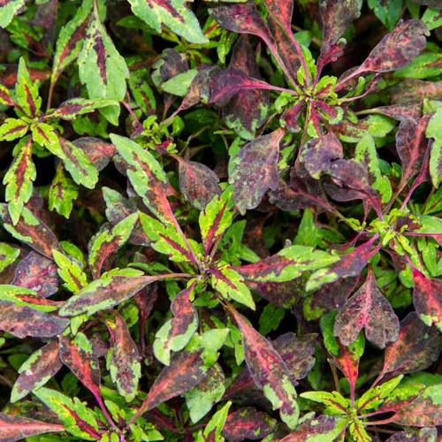 Coleus ‘Sunglow Pink’

Coleus Sunglow pink plants are excellent house plants with impressive mild pinkish red in between the foliage. We have a wide range of ornamental coleus at a reasonable cost from your door step.

santhionlineplants.com/product/coleus…