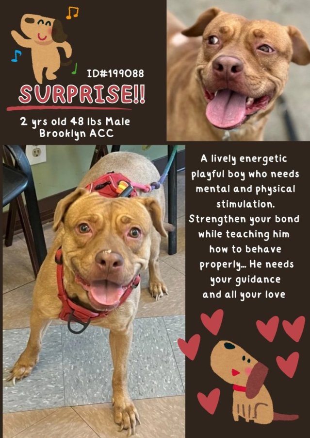 NMBewitched's tweet photo. Surprise😍💝
New Intake #NYCACC
https://t.co/pxKaL1Nc1i
#AdoptMe #RescueMe
Meet Surprise
Adorable #RedPit
That 😃 we all love so much
1st trim his nails
Then take him 4 a long walk, let him sniff & pose 4📸
Take him home, time 2 learn; treats on hand
Remember praise is🗝️ https://t.co/9c7sRKzKnU