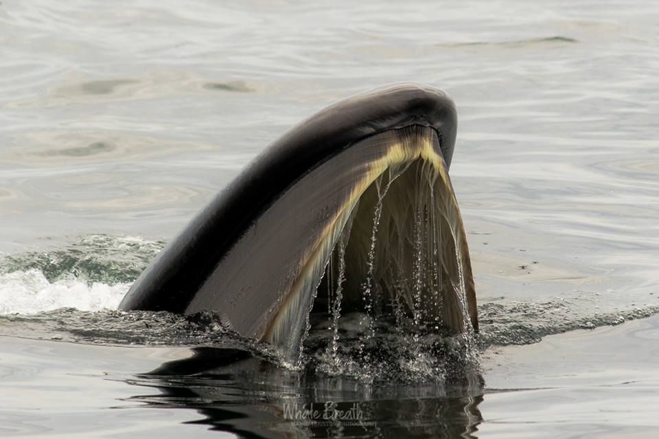 Sei Whale Soup! Read the full story here: buff.ly/2srTOFZ
Photo by Mandy
This is an encounter from 2018
#WhaleTales