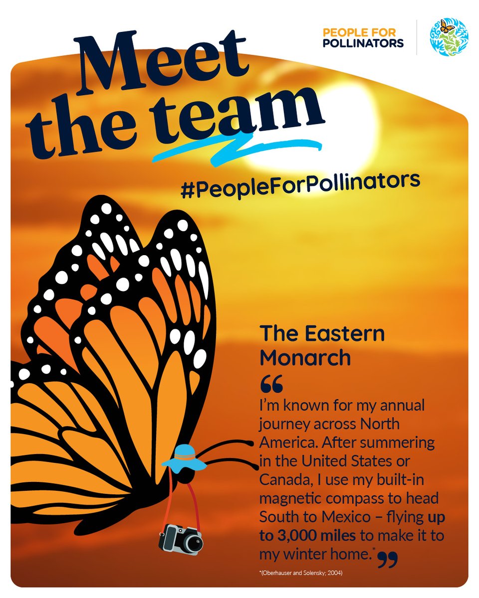 🦋#Monarch butterflies, known for their epic migration across #NorthAmerica, are declining rapidly From planting milkweed to using fewer pesticides, anyone can take simple & easy steps to support these cultural icons🌎💛 Learn more: cec.org/people-for-pol… #PeopleForPollinators