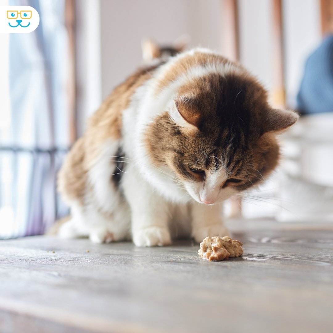 Understanding your cat's health signals is so important! 🐱 While occasional vomiting might not raise concern, frequent episodes could indicate underlying issues. Don't overlook unusual symptoms and book a a check up with AAC.🩺#CatHealth #VeterinaryCare #PetWellness