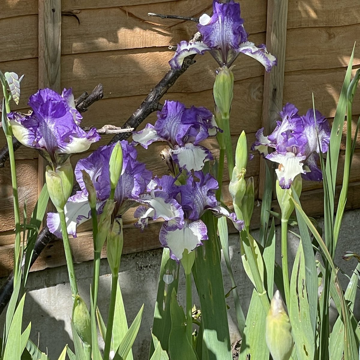 Time for the irises in my Devon garden #Iris #garden