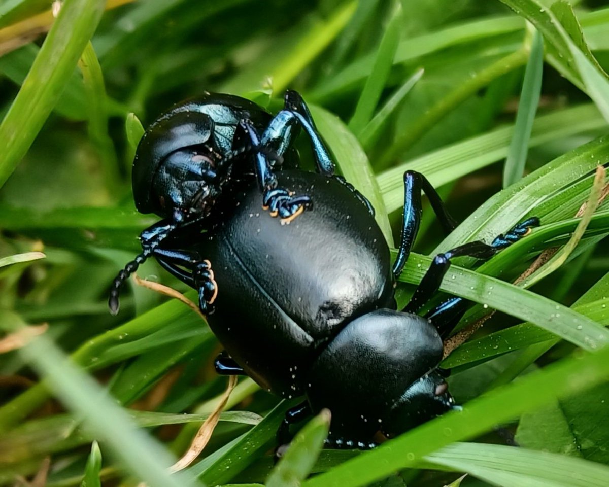 And right by the @swcoastpath bloody-nosed beetles? @Buzz_dont_tweet @JWentomologist