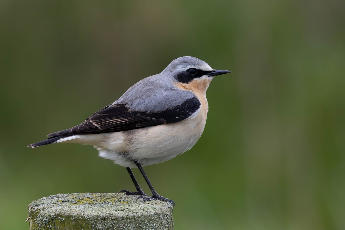 An adult male Northern Wheatear on Seaton Common recently
