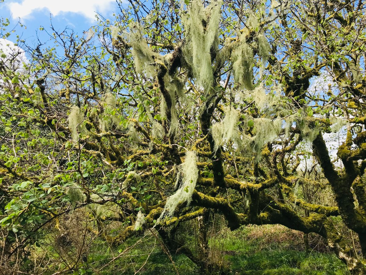 A great bank holiday Monday meeting up with @HenryDimbleby & friends on Dartmoor to explore lichen-clad hazel groves and bluebell-carpeted Atlantic oakwoods. And the sun defied the drizzly forecast!