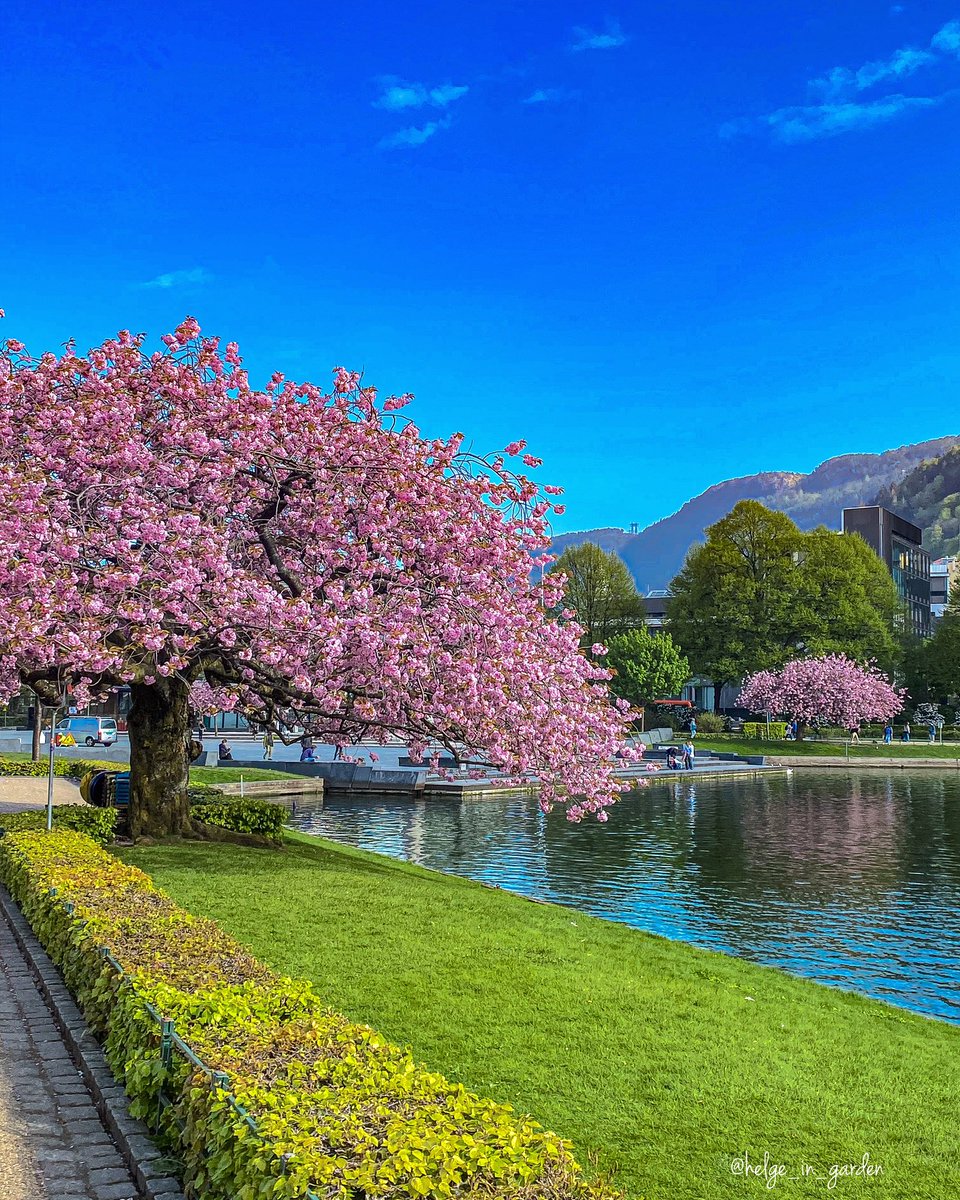 Springtime in my hometown @visitBergen @visitnorway 😄 #cherryblossoms #Cherryblossoms2024 #spring