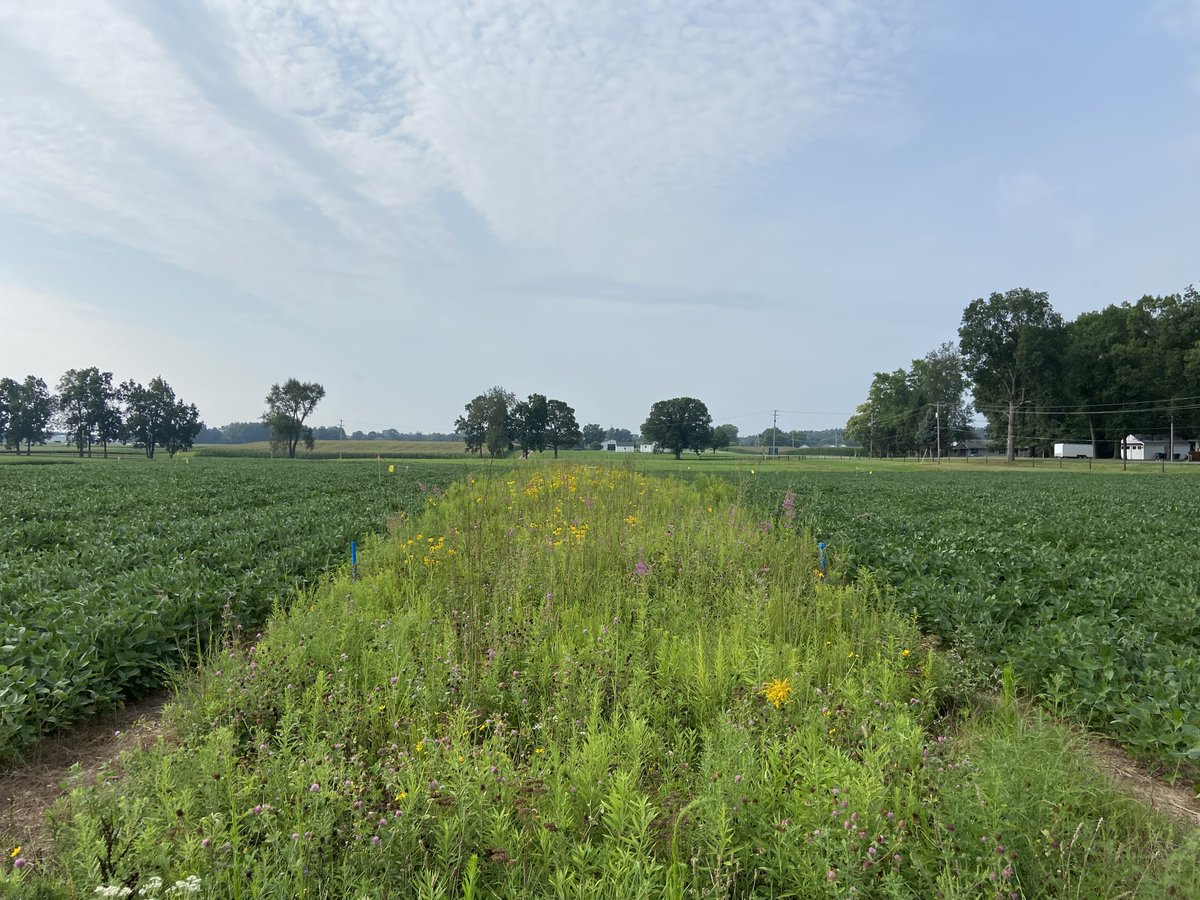 Kellogg Biological Station LTER (@kbslter) on Twitter photo Check out a new #prairiestrips publication, with authors Corinn Rutkoski and <a href="/evanssarahe/">Sarah Evans</a> from the @kbslter! They found that microbial function was altered, both within and adjacent to strips. More here!
sciencedirect.com/science/articl… Check out a new #prairiestrips publication, with authors Corinn Rutkoski and <a href="/evanssarahe/">Sarah Evans</a> from the @kbslter! They found that microbial function was altered, both within and adjacent to strips. More here!
sciencedirect.com/science/articl…