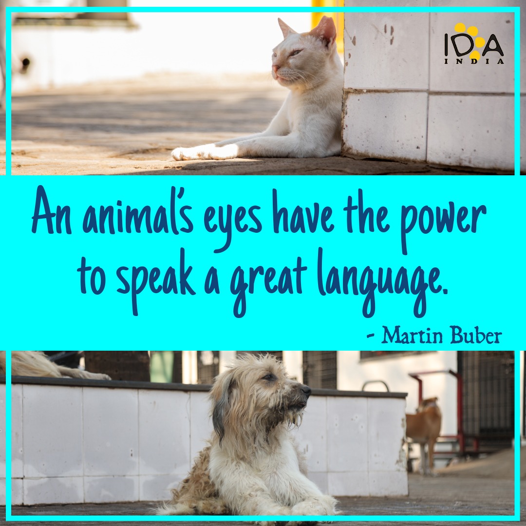 ✨ Get ready to kickstart your week with a dose of #MondayMotivation from IDA India! 💪 Stay tuned every Monday for a boost of inspiration and positivity. #IDAIndia #MotivationMonday #StayInspired #animalwelfare #animalprotection #animallover #animalrescue #animals #dog
