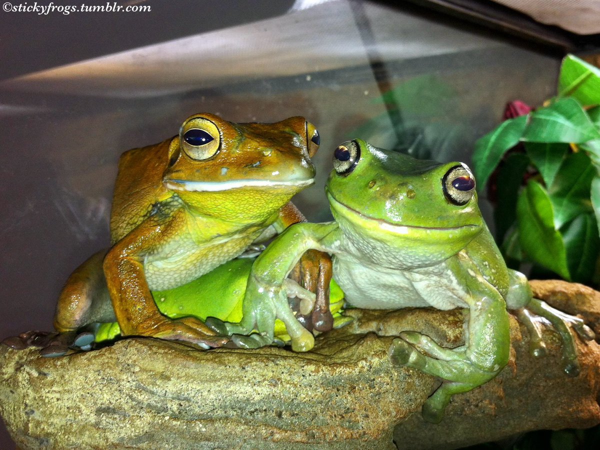 No one has seen Jens today! Round Frog and Voigt will look after his Treaties until he gets back!