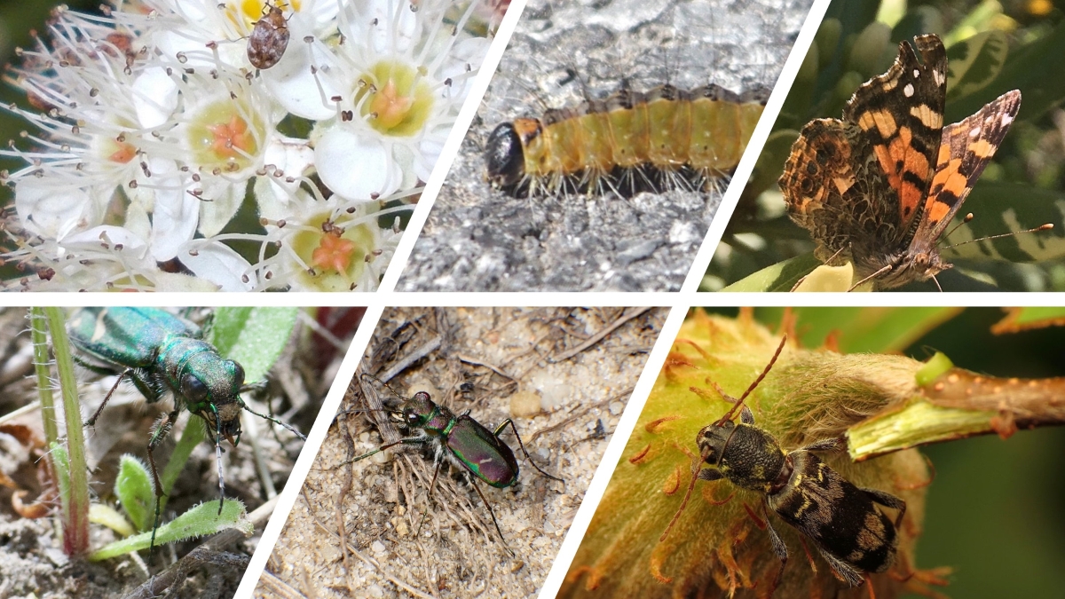 IowaStateUNews (@iowastateunews) on Twitter photo A team led by Iowa State researchers will use one million "node hours" on a supercomputer to develop large, vision-based artificial intelligence tools to identify agricultural pests.
š°news.iastate.edu/news/2024/05/0ā¦
<a href="/NSF/">U.S. National Science Foundation</a>
<a href="/ISU_CoE/">Iowa State College of Engineering</a>
<a href="/IAStateResearch/">Iowa State University Research</a> A team led by Iowa State researchers will use one million "node hours" on a supercomputer to develop large, vision-based artificial intelligence tools to identify agricultural pests.
š°news.iastate.edu/news/2024/05/0ā¦
<a href="/NSF/">U.S. National Science Foundation</a>
<a href="/ISU_CoE/">Iowa State College of Engineering</a>
<a href="/IAStateResearch/">Iowa State University Research</a>