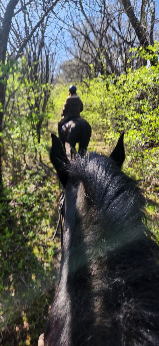 Briefly back home = time on my boy with my horse friends 🧡 #trailride
#Percheron