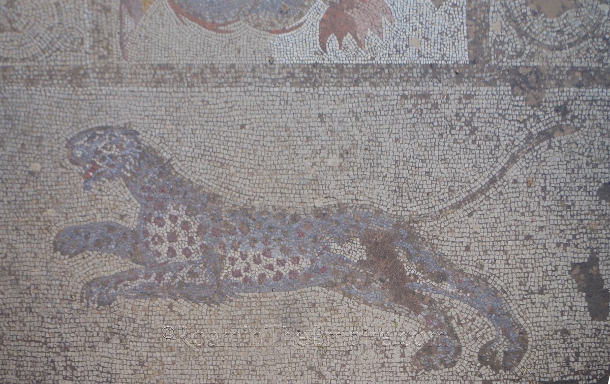 #MosaicMonday; from the Casa Romana on the Greek island of Kos, part of an in situ mosaic from one of the three atria in the reconstructed house depicting a leopard. Dated to the 3rd century CE.

#Archaeology #RomanArchaeology #Greece